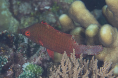 Cheilinus oxycephalus