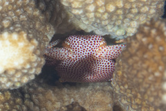 Trapezia rufopunctata