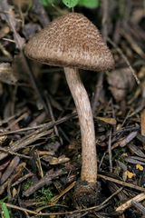 Inocybe obscuroides