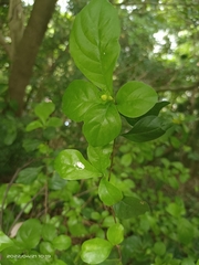 Gardenieae