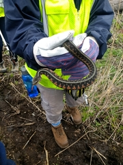 Thamnophis sirtalis semifasciatus