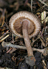 Inocybe obscuroides