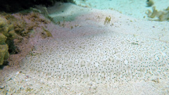 Pardachirus marmoratus