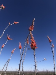 Fouquieria splendens