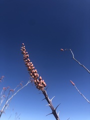 Fouquieria splendens