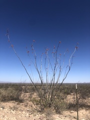Fouquieria splendens