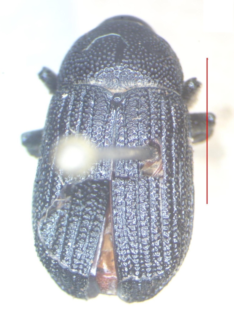 Phloeoborus rudis