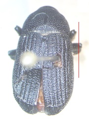 Phloeoborus rudis
