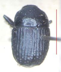Phloeoborus punctatorugosus