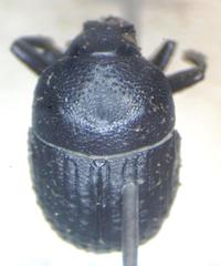 Phloeoborus punctatorugosus