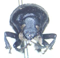 Phloeoborus punctatorugosus