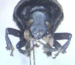 Phloeoborus punctatorugosus