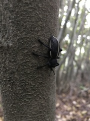 Aegorhinus suturalis