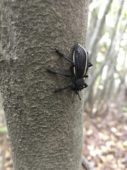 Aegorhinus suturalis