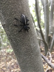 Aegorhinus suturalis