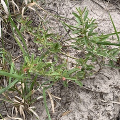 Hermannia glanduligera