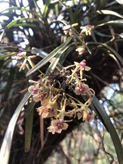 Epidendrum anisatum