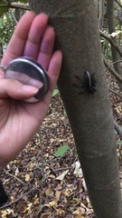 Aegorhinus suturalis