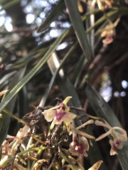 Epidendrum anisatum