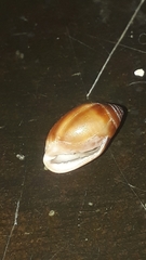Ellobiidae