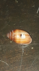 Ellobiidae