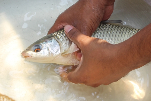 Mrigal carp (Cirrhinus cirrhosus) — Cyprinidae — 2