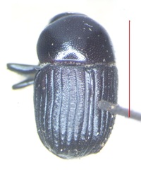 Phloeoborus punctatorugosus