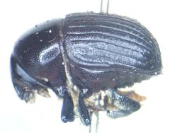 Phloeoborus punctatorugosus