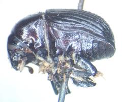 Phloeoborus punctatorugosus