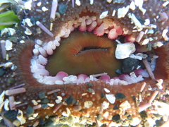 Urticina clandestina