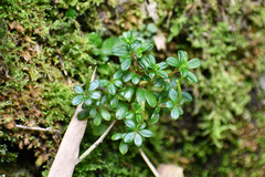Peperomia microphylla