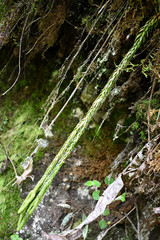 Phlegmariurus hartwegianus