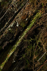 Phlegmariurus hartwegianus