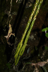 Phlegmariurus hartwegianus