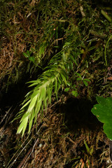 Phlegmariurus hartwegianus