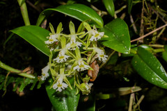 Epidendrum brevivenium