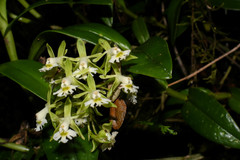 Epidendrum brevivenium