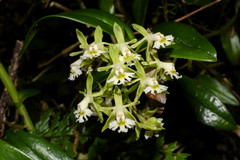 Epidendrum brevivenium