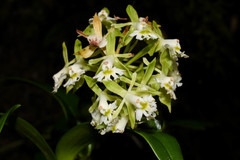 Epidendrum brevivenium