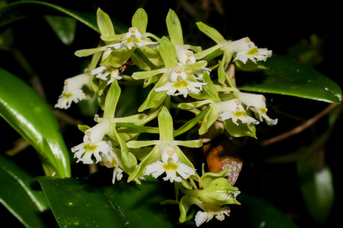 Epidendrum brevivenium