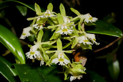 Epidendrum brevivenium