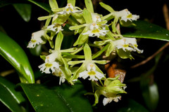 Epidendrum brevivenium