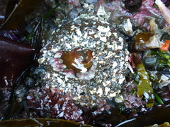 Urticina clandestina