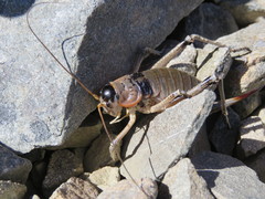 Deinacrida connectens