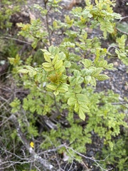 Fraxinus angustifolia oxycarpa