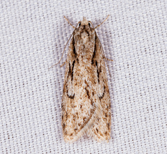 Semioscopis aurorella