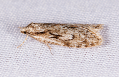 Semioscopis aurorella