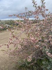 Prunus andersonii