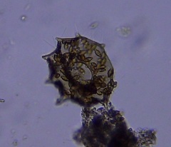 Galeripora dentata