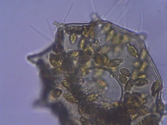 Galeripora dentata